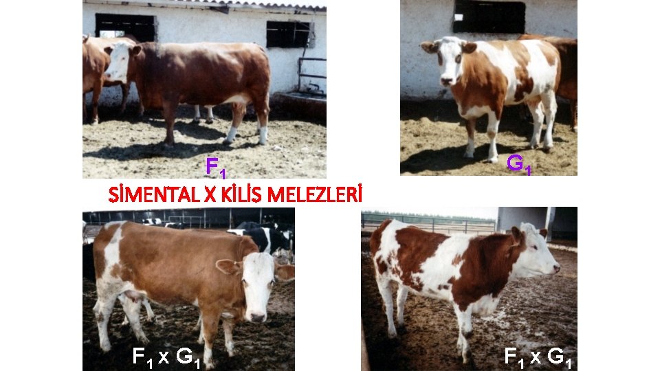 F 1 SİMENTAL X KİLİS MELEZLERİ F 1 x G 1 