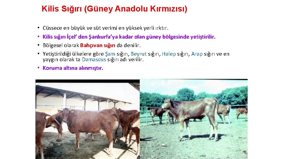 Kilis Sığırı (Güney Anadolu Kırmızısı) Cüssece en büyük ve süt verimi en yüksek yerli