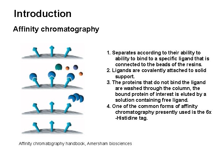 Introduction Affinity chromatography 1. Separates according to their ability to bind to a specific