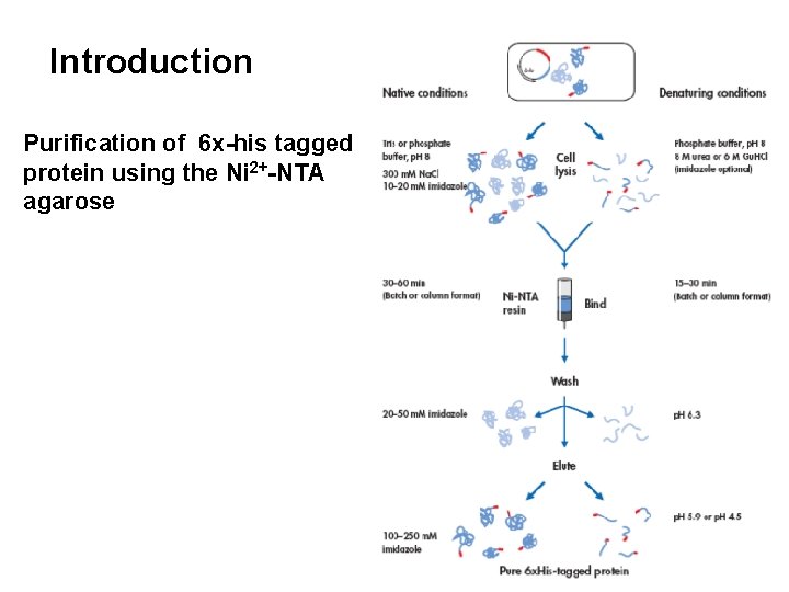 Introduction Purification of 6 x-his tagged protein using the Ni 2+-NTA agarose 