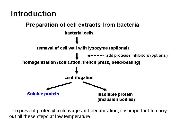 Introduction Preparation of cell extracts from bacterial cells removal of cell wall with lysozyme