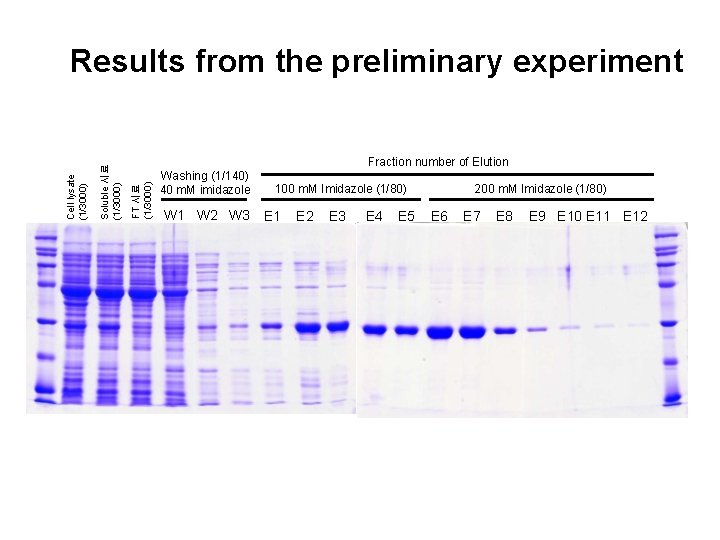 Fraction number of Elution FT 시료 (1/3000) Soluble 시료 (1/3000) Cell lysate (1/3000) Results