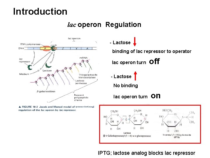 Introduction lac operon Regulation - Lactose binding of lac repressor to operator lac operon