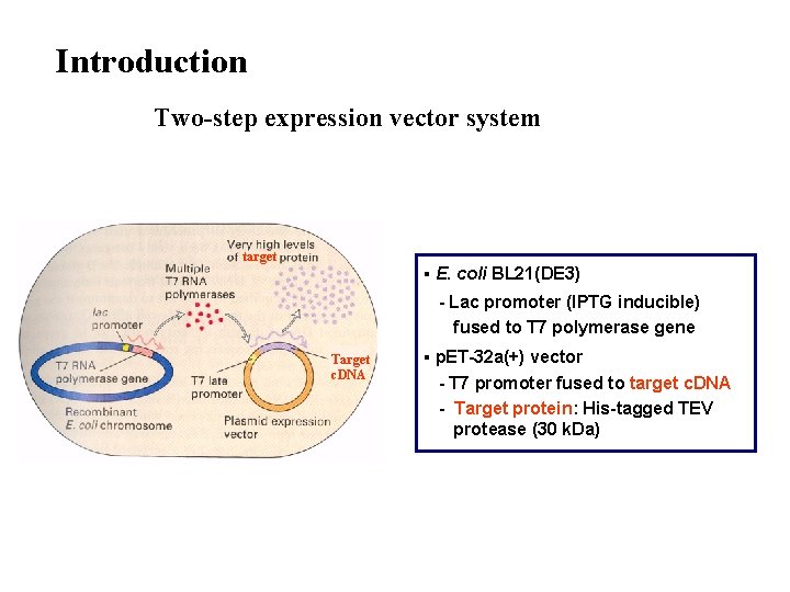 Introduction Two-step expression vector system target ▪ E. coli BL 21(DE 3) - Lac