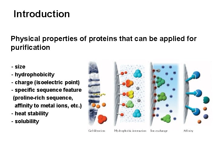 Introduction Physical properties of proteins that can be applied for purification - size -