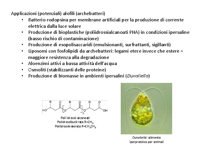 Applicazioni (potenziali) alofili (archebatteri) • Batterio-rodopsina per membrane artificiali per la produzione di corrente
