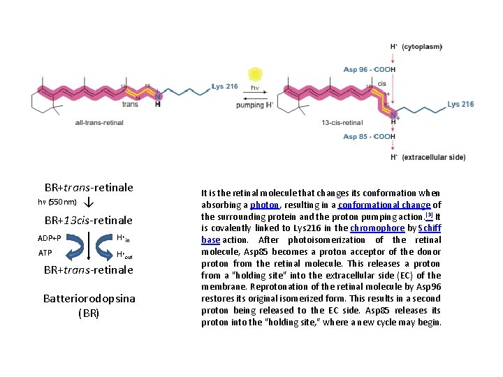 BR+trans-retinale hν (550 nm) ↓ BR+13 cis-retinale ADP+P H+in ATP H+out BR+trans-retinale Batteriorodopsina (BR)