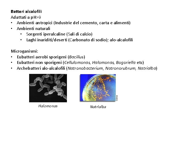 Batteri alcalofili Adattati a p. H>9 • Ambienti antropici (Industrie del cemento, carta e