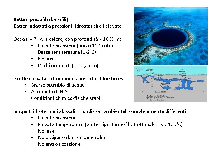 Batteri piezofili (barofili) Batteri adattati a pressioni (idrostatiche ) elevate Oceani = 70% biosfera,