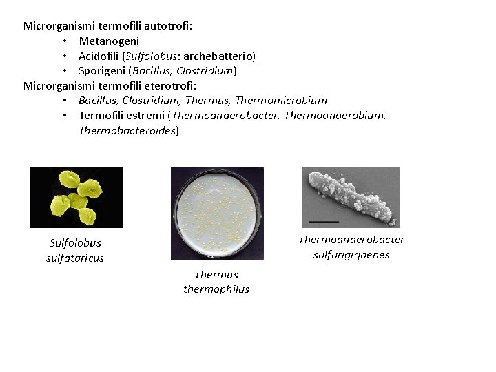 Microrganismi termofili autotrofi: • Metanogeni • Acidofili (Sulfolobus: archebatterio) • Sporigeni (Bacillus, Clostridium) Microrganismi