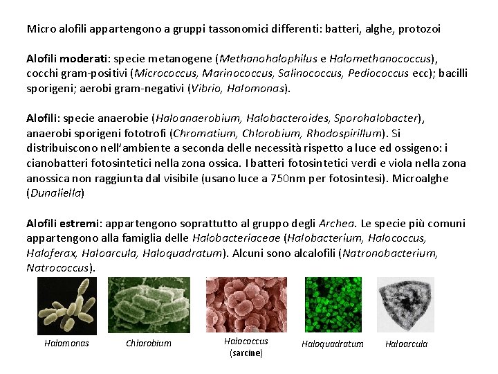 Micro alofili appartengono a gruppi tassonomici differenti: batteri, alghe, protozoi Alofili moderati: specie metanogene