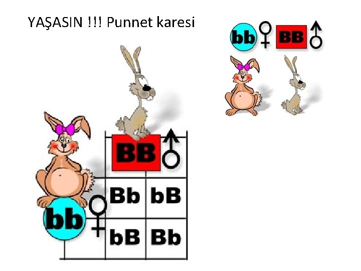 YAŞASIN !!! Punnet karesi 