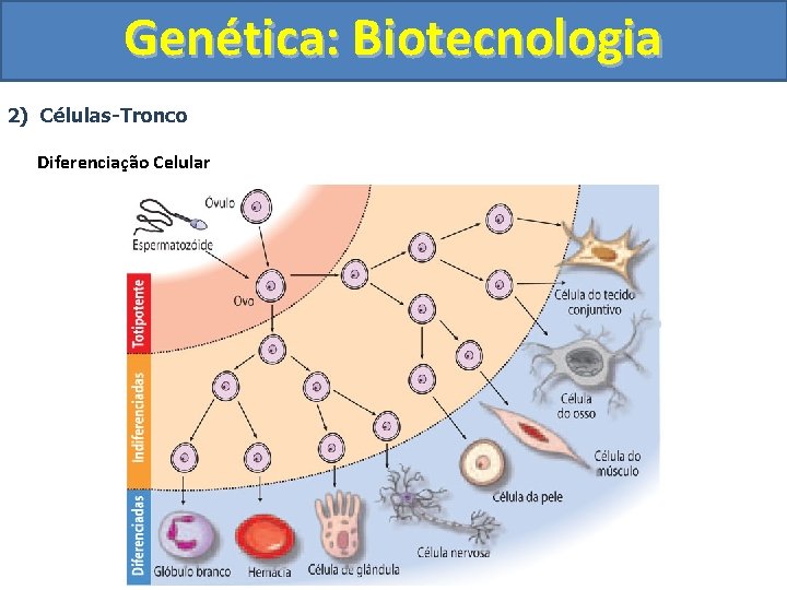 Genética: Biotecnologia 2) Células-Tronco Diferenciação Celular 