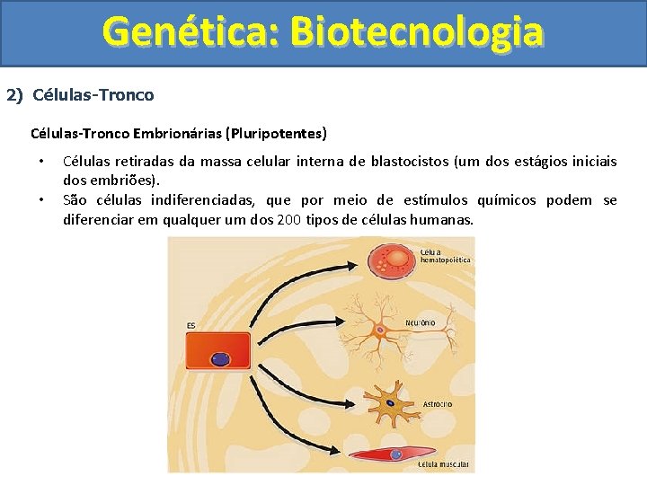 Genética: Biotecnologia 2) Células-Tronco Embrionárias (Pluripotentes) • • Células retiradas da massa celular interna