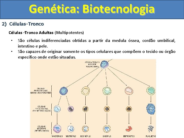 Genética: Biotecnologia 2) Células-Tronco Células -Tronco Adultas (Multipotentes) • • São células indiferenciadas obtidas