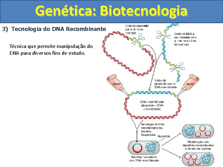 Genética: Biotecnologia 3) Tecnologia do DNA Recombinante Técnica que permite manipulação do DNA para