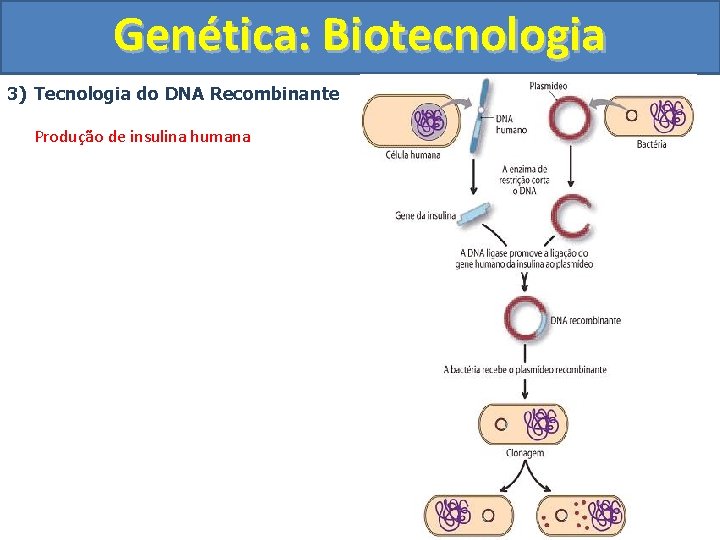 Genética: Biotecnologia 3) Tecnologia do DNA Recombinante Produção de insulina humana 
