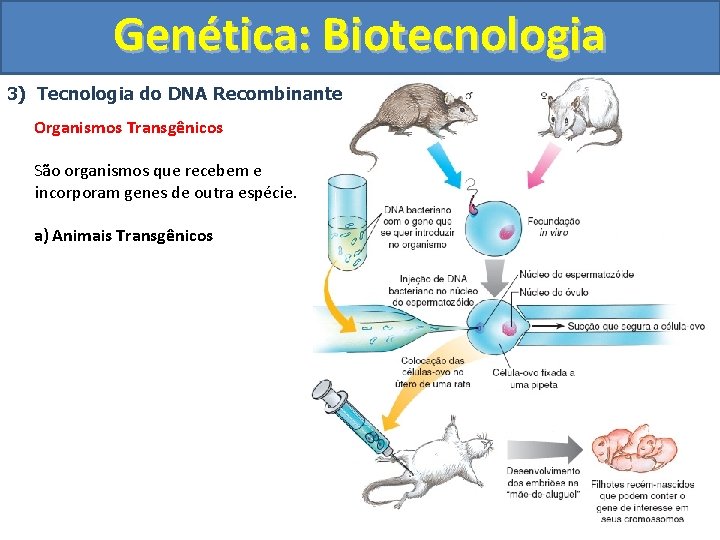 Genética: Biotecnologia 3) Tecnologia do DNA Recombinante Organismos Transgênicos São organismos que recebem e