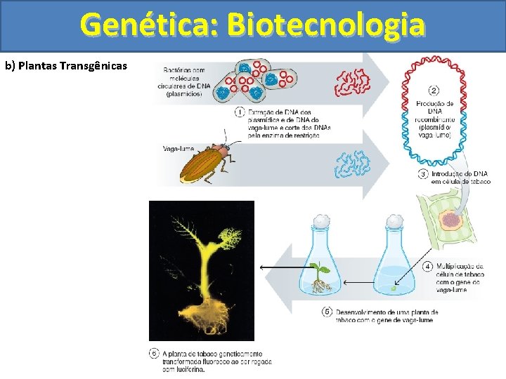 Genética: Biotecnologia b) Plantas Transgênicas 