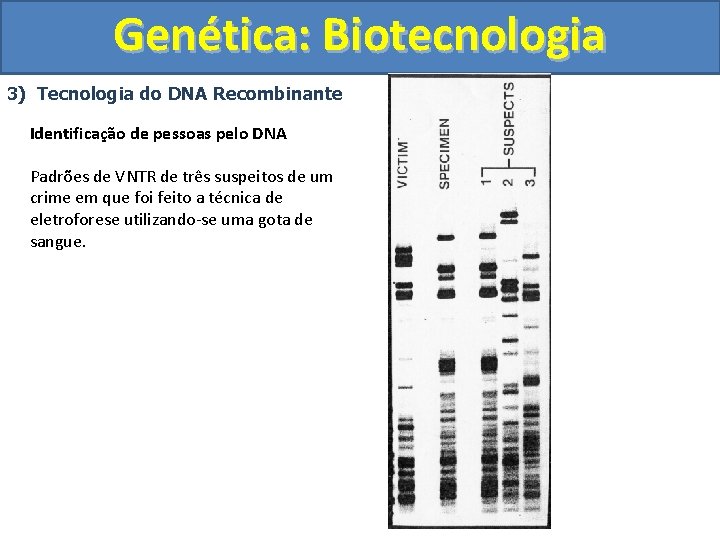 Genética: Biotecnologia 3) Tecnologia do DNA Recombinante Identificação de pessoas pelo DNA Padrões de