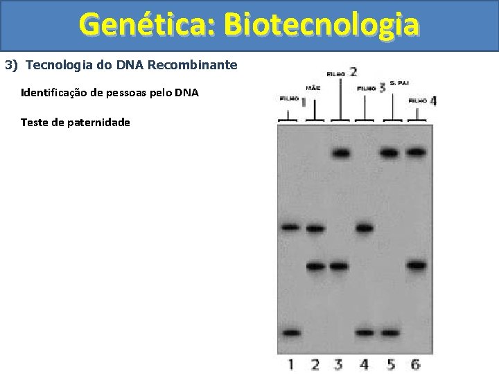 Genética: Biotecnologia 3) Tecnologia do DNA Recombinante Identificação de pessoas pelo DNA Teste de