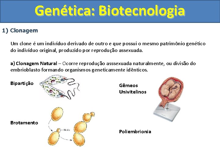 Genética: Biotecnologia 1) Clonagem Um clone é um indivíduo derivado de outro e que