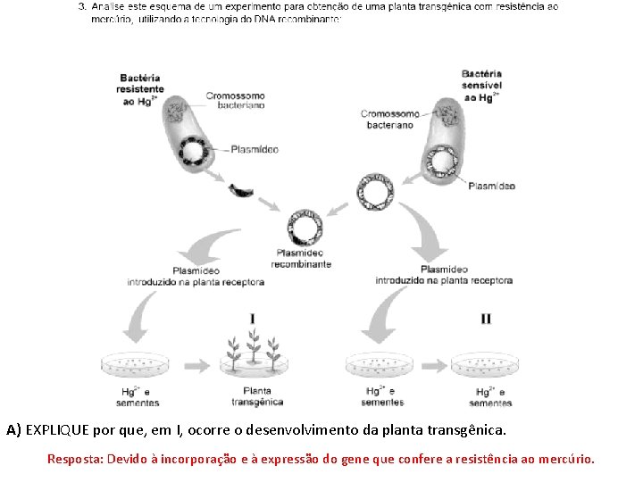 A) EXPLIQUE por que, em I, ocorre o desenvolvimento da planta transgênica. Resposta: Devido