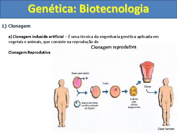 Genética: Biotecnologia 1) Clonagem a) Clonagem induzida artificial – É uma técnica da engenharia