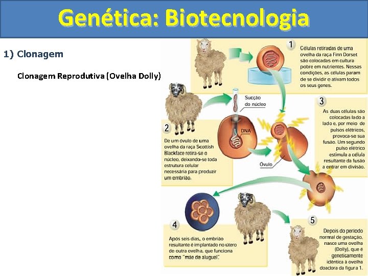 Genética: Biotecnologia 1) Clonagem Reprodutiva (Ovelha Dolly) 