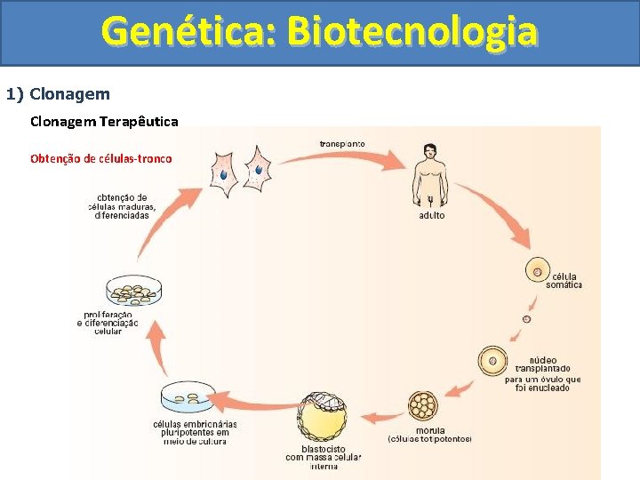 Genética: Biotecnologia 1) Clonagem Terapêutica Obtenção de células-tronco 