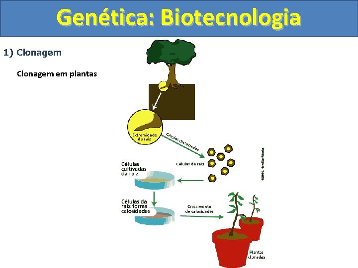 Genética: Biotecnologia 1) Clonagem em plantas 