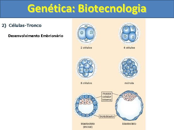 Genética: Biotecnologia 2) Células-Tronco Desenvolvimento Embrionário 