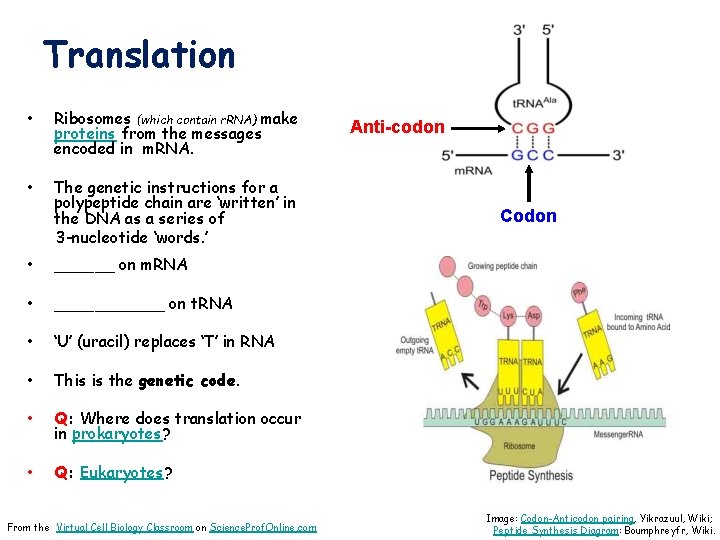 Translation • Ribosomes (which contain r. RNA) make proteins from the messages encoded in