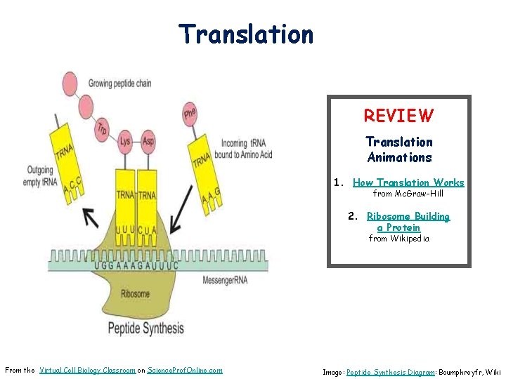 Translation REVIEW Translation Animations 1. How Translation Works from Mc. Graw-Hill 2. Ribosome Building