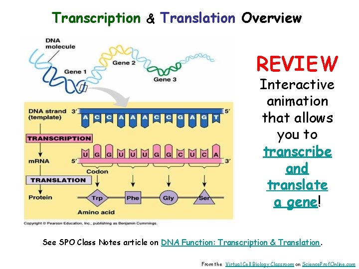 Transcription & Translation Overview REVIEW Interactive animation that allows you to transcribe and translate