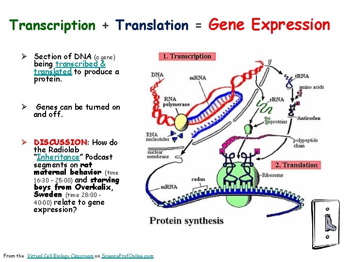 Transcription + Translation = Gene Expression Ø Section of DNA (a gene) being transcribed