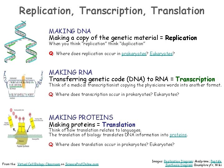 Replication, Transcription, Translation MAKING DNA Making a copy of the genetic material = Replication
