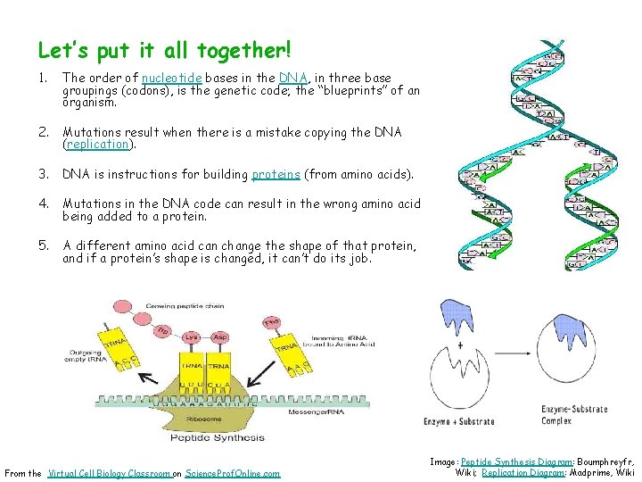 Let’s put it all together! 1. The order of nucleotide bases in the DNA,