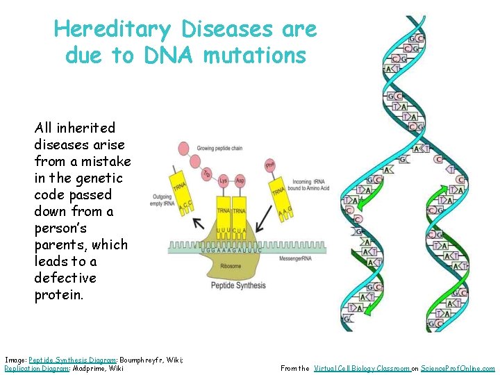 Hereditary Diseases are due to DNA mutations All inherited diseases arise from a mistake
