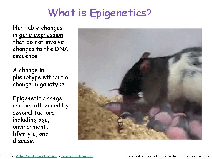 What is Epigenetics? Heritable changes in gene expression that do not involve changes to