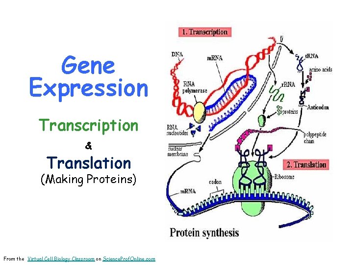 Gene Expression Transcription & Translation (Making Proteins) From the Virtual Cell Biology Classroom on