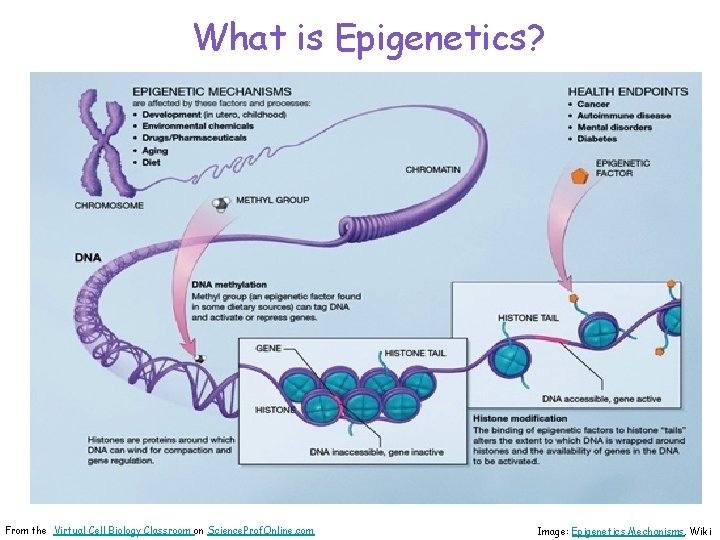 What is Epigenetics? From the Virtual Cell Biology Classroom on Science. Prof. Online. com