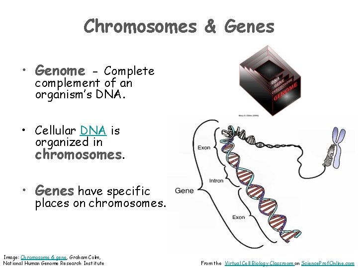 Chromosomes & Genes • Genome - Complete complement of an organism’s DNA. • Cellular