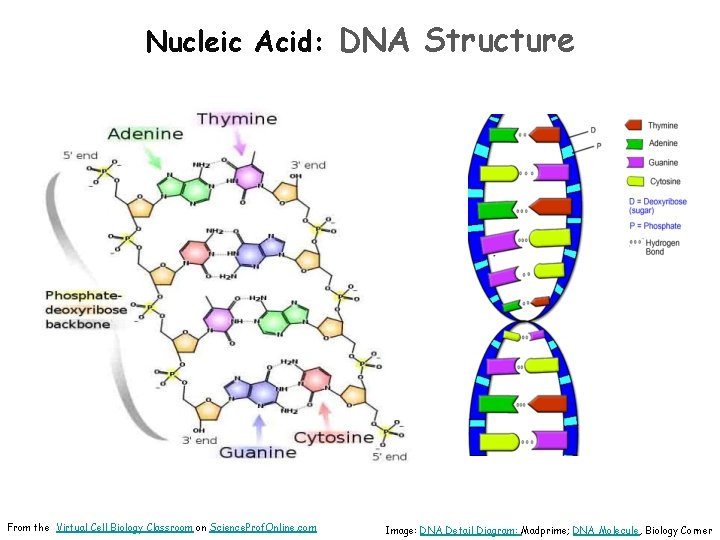 Nucleic Acid: DNA Structure From the Virtual Cell Biology Classroom on Science. Prof. Online.