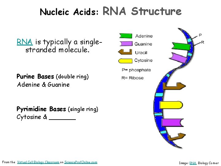 Nucleic Acids: RNA Structure RNA is typically a singlestranded molecule. Purine Bases (double ring)
