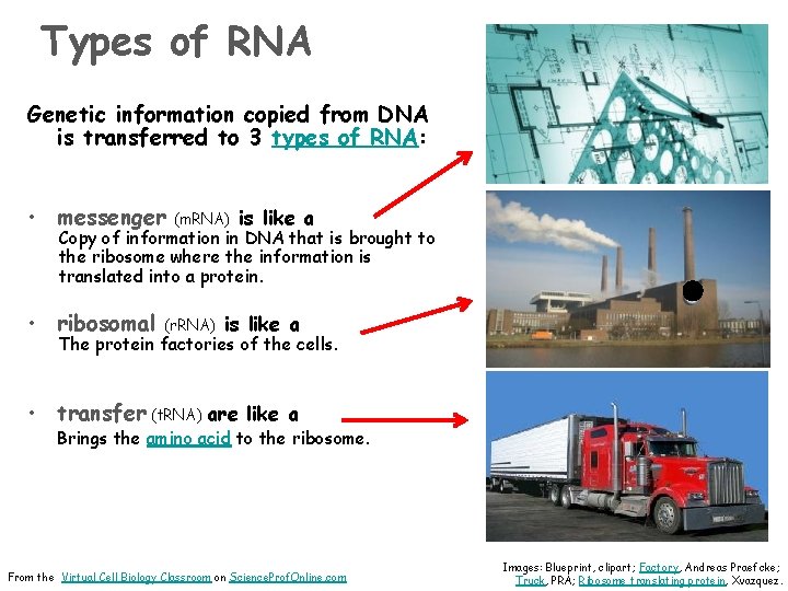 Types of RNA Genetic information copied from DNA is transferred to 3 types of