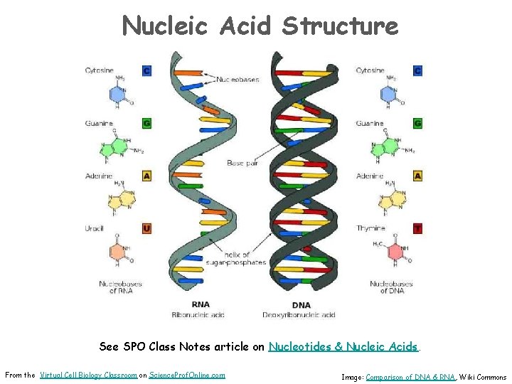 Nucleic Acid Structure See SPO Class Notes article on Nucleotides & Nucleic Acids. From