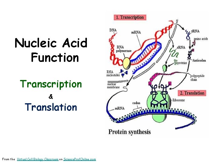 Nucleic Acid Function Transcription & Translation From the Virtual Cell Biology Classroom on Science.