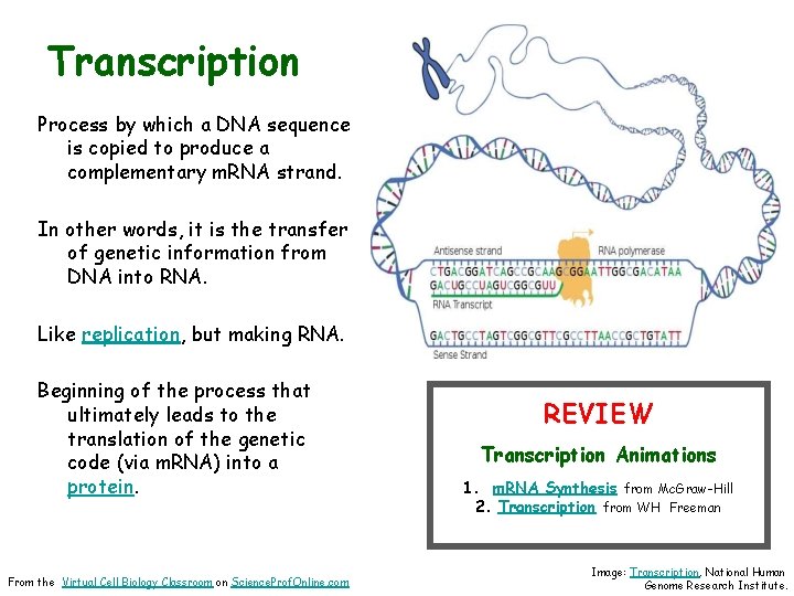 Transcription Process by which a DNA sequence is copied to produce a complementary m.