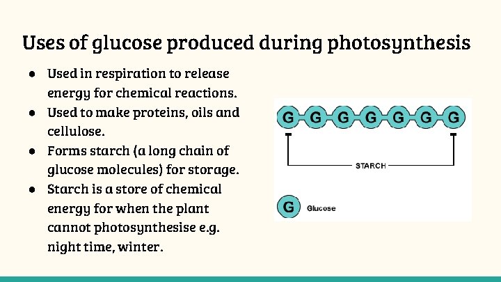 Uses of glucose produced during photosynthesis ● Used in respiration to release energy for